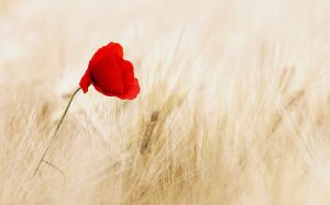 5 linguaggi amore - Isabel Colombo Find Your Wild