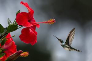 colibrì al lavoro