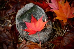 autunno percorso Isabel Colombo Find Your Wild
