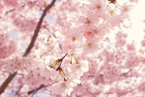 PRIMAVERA The Daily Soul Prog
