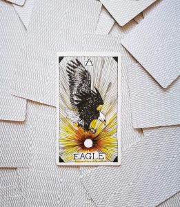 Aquila