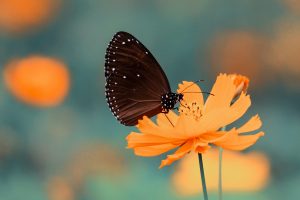 farfalla Find Your Wild