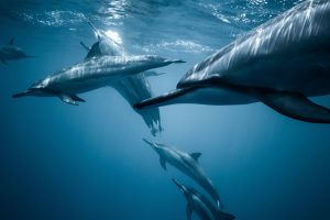 troppo empatico sensibile come faccio Find Your Wild delfini